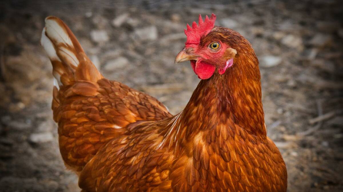 CRUEL ACT: Pet chickens at White Hills Primary School (not pictured) have been cruelly killed and stolen, leaving their human friends heartbroken. Picture: PIXABAY 