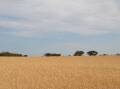 HARVEST: GrainCorp are predicting another bumper harvest and they are hiring the workforce to help out. Picture: JIM ALDERSEY