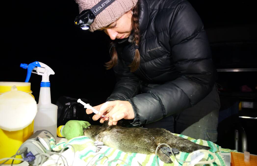 Dr Tahneal Hawke is one of the key platypus researchers looking to lend a hand to the curious creatures. Picture: Australian Conservation Foundation 
