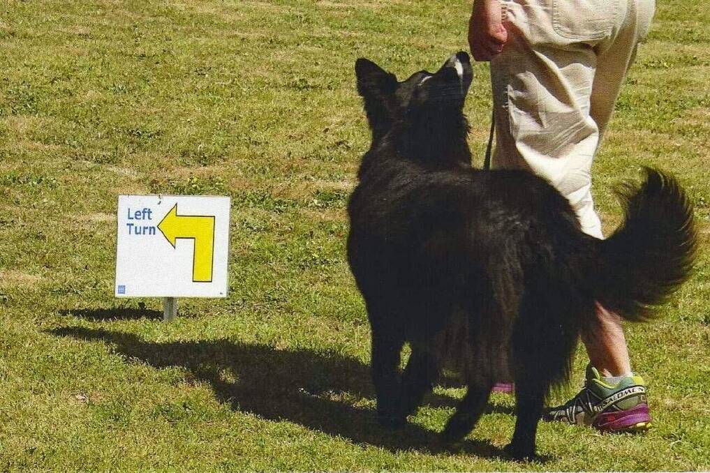 A clever pooch and its owner are tested by the course. Picture: supplied 