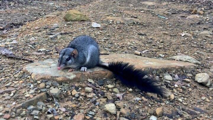 Animals like the brush-tailed phascogale (pictured) and the yellow-footed antechinus are particularly vulnerable to fires. Picture by La Trobe University 