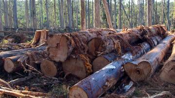 An indefinite order has been placed on timber harvesting operations at Wombat Forest. Picture supplied by Victorian National Parks Association