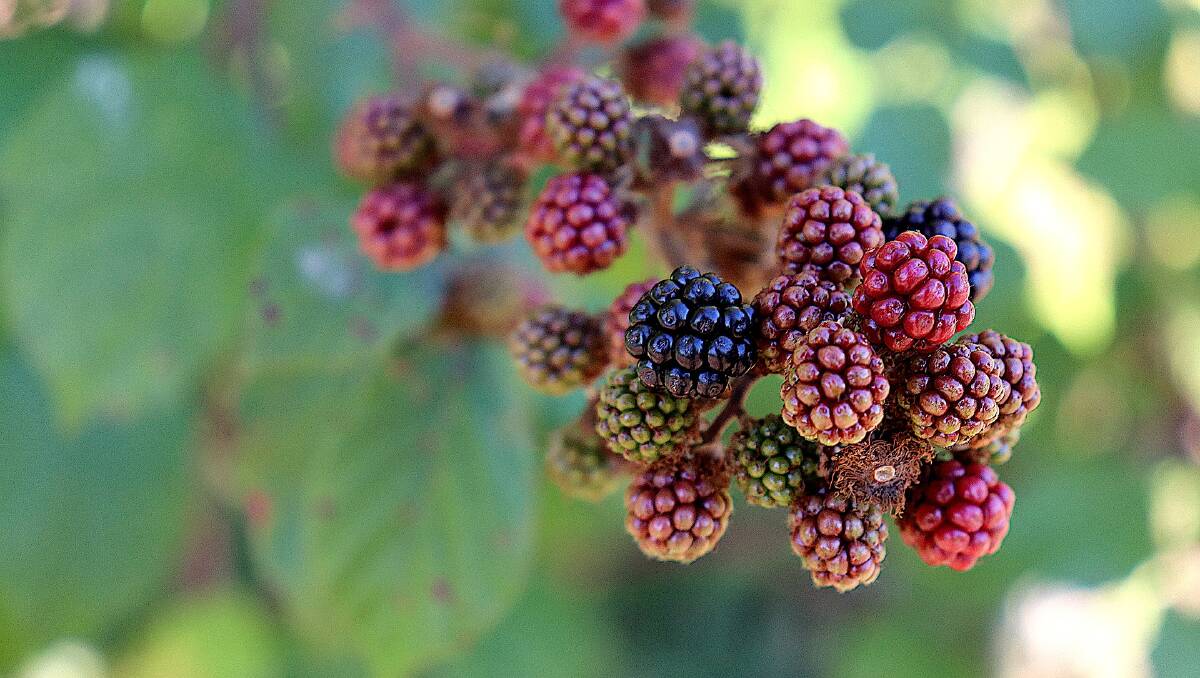 Blackberries are one of the most commonly found weeds in Victoria, with similar invasive species the target of government funding for removal. Picture by Pixabay 