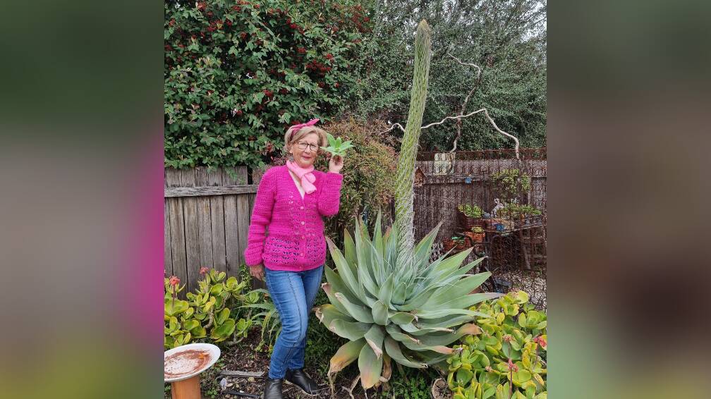 SPROUT: The before and after of Julie Neale's Eaglehawk agave plant - with the mature version almost ready to flower. Picture: Lucy Williams 