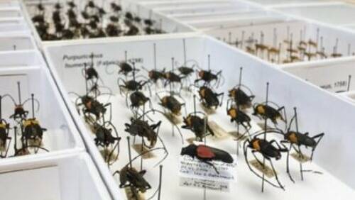 Woodend entomology exhibition promises to be everything bugs