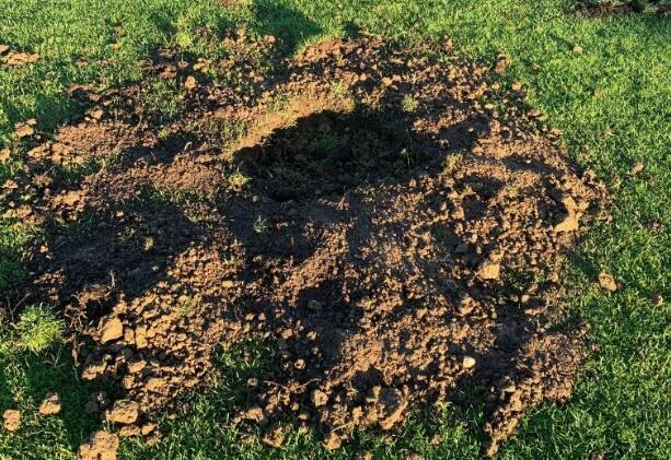One of 13 holes dug into the Jubilee Oval this week. Council believes it is the work of gold diggers. Picture CGS.