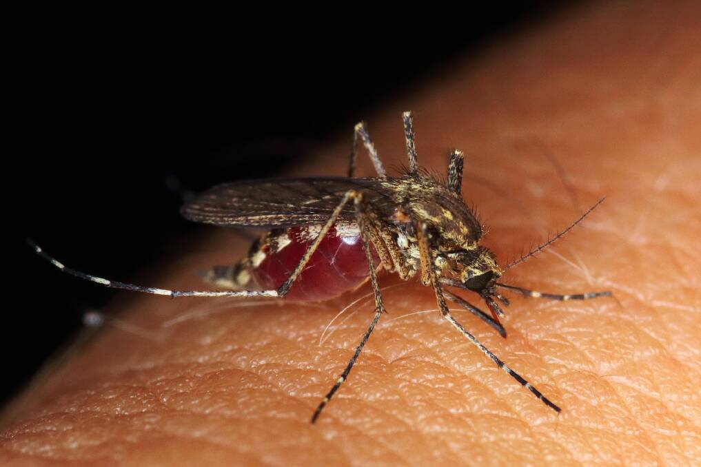 A mosquito on skin. File picture