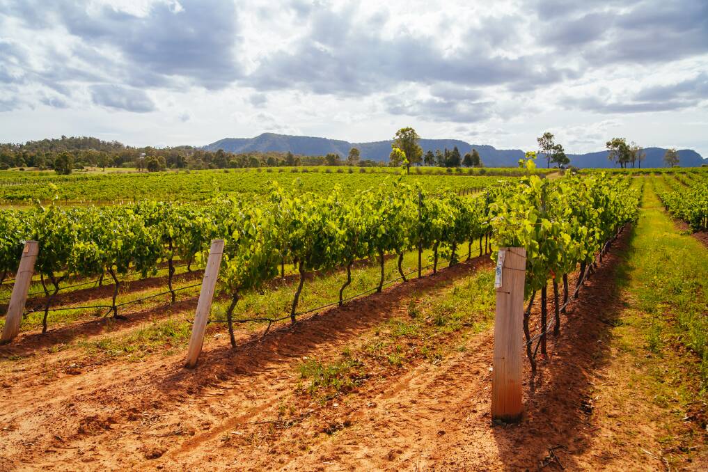 Vineyards in Heathcote are taking part in two programs aimed to promote and increase sustainability. File picture
