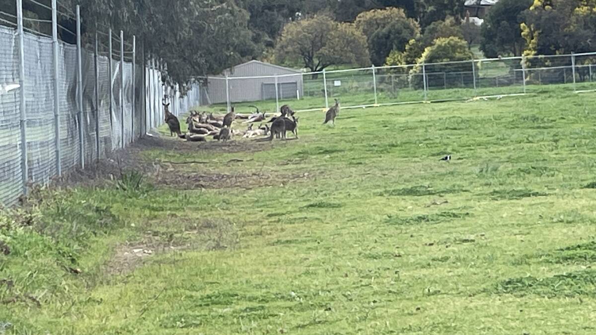 A mob of kangaroos at the fence line of the athletics track on Wednesday morning. Picture by Jonathon Magrath