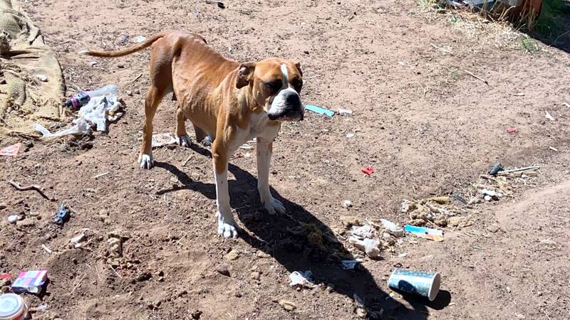 Rosie the boxer was heavily pregnant and severely underweight when RSPCA Victorias Inspectorate seized her. She had been left to starve, unable to reach her water, and tied up in an open yard with no shelter. Picture supplied
