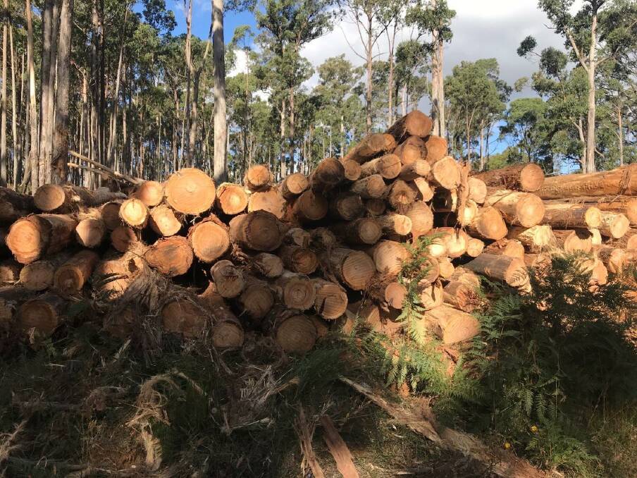 Logs piled up in Wombat Forest in February 2024 following forest fire management activities. Picture supplied