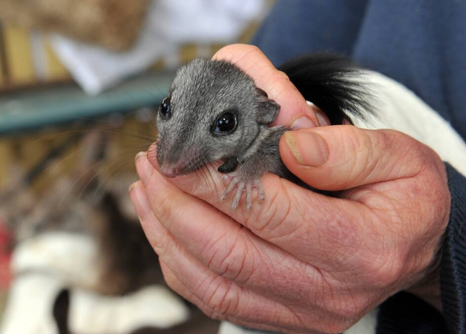 The brush-tailed phascogale is one of the species at risk from logging operations in Wombat Forest. Picture file