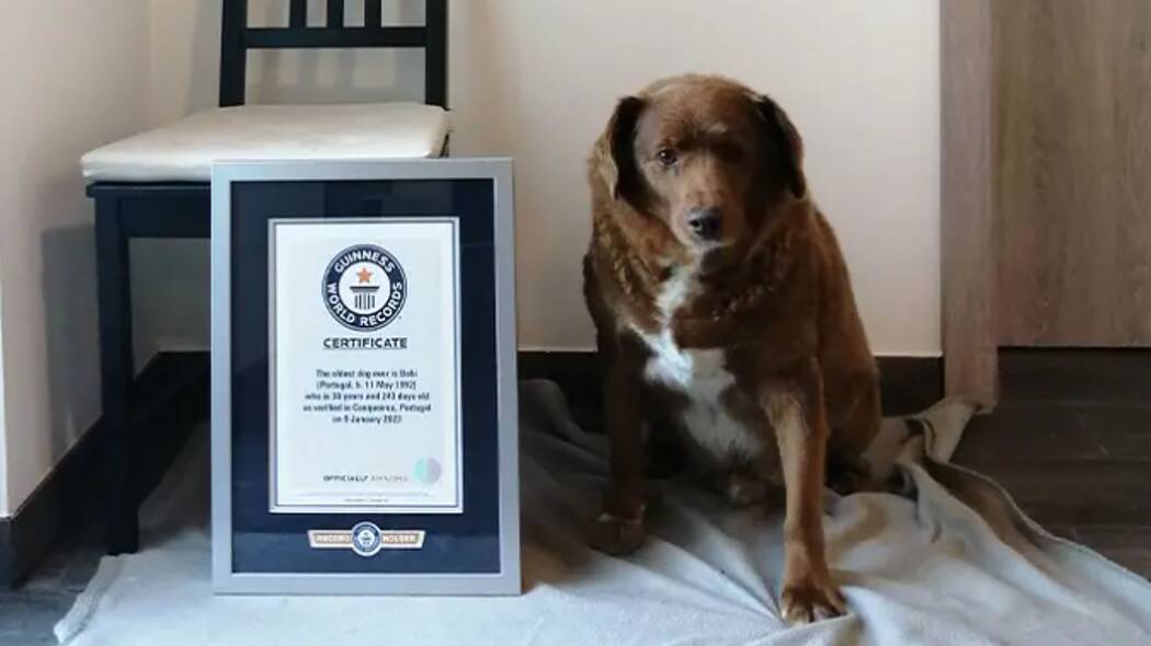 Bobi with his certificate for the world's oldest dog. Picture by Guinness World Records