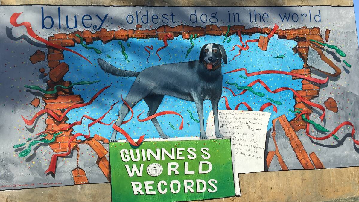 Bluey's mural in Rochester, Victoria, recognises the title he held for 80 years as the world's oldest dog. File picture