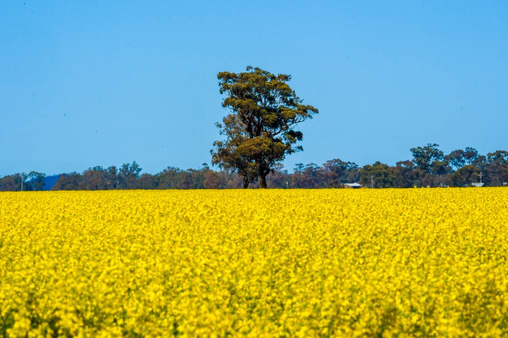 The fields surrounding Bendigo are painted yellow this time of year. Picture by Darren Howe