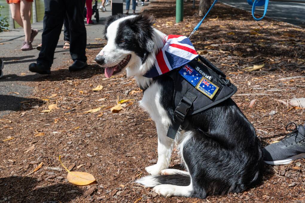 Border collie Scout wearing some Australian flags. Picture by Enzo Tomasiello