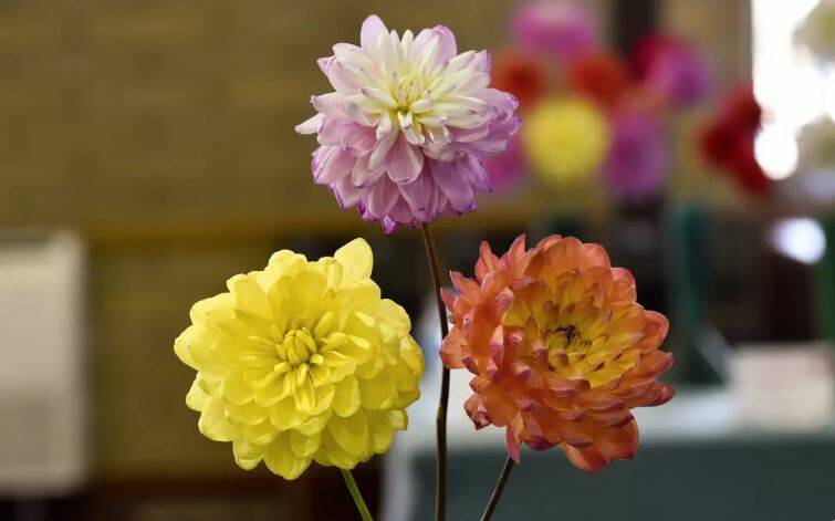 The Dahlia arts fest is taking place in Eaglehawk over the weekend. File Image