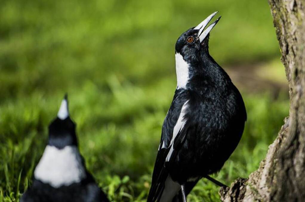 SONG OF SPRING: The magpies have begun warbling at night, a sign that breeding and swooping season are on the way ... and that means spring.