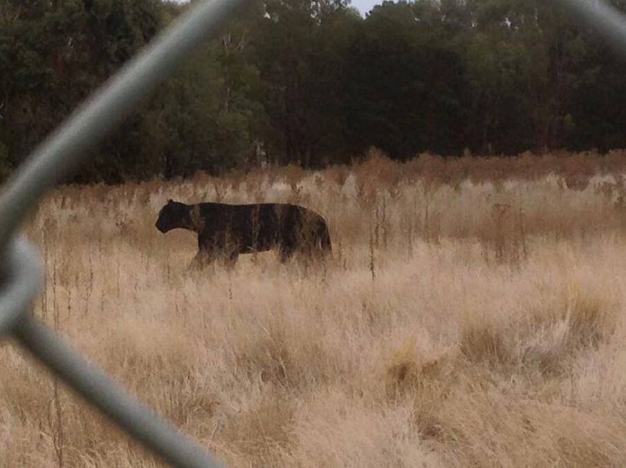 CRYPTIC CAT: This image captures the big cat reportedly sighted near Malmsbury three years ago. Many said it was fake, but it spurred a lot of memories.