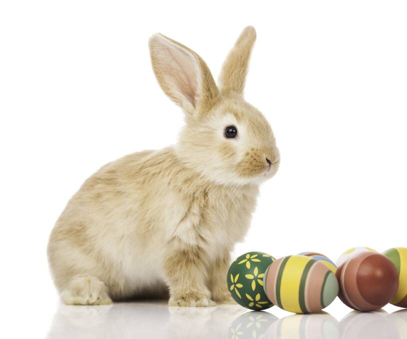 BIOLOGICAL IMPERATIVE: The association of bunnies with eggs comes from a German tradition where children would leave flowers for a rabbit hoping it would lay eggs.