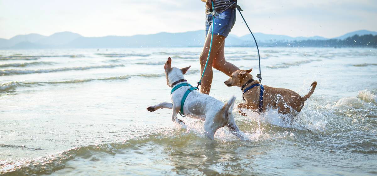 HAPPY DAYZ: Summer is a time for fun and relaxation with furry family, not vet visits.