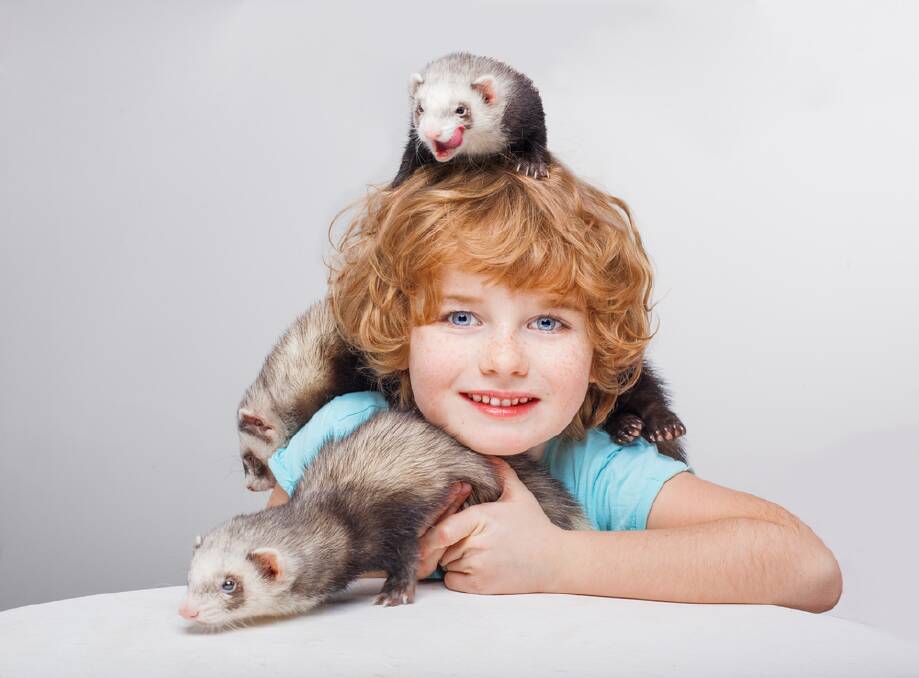 FABULOUS: Ferrets are intelligent, active and lots of fun.