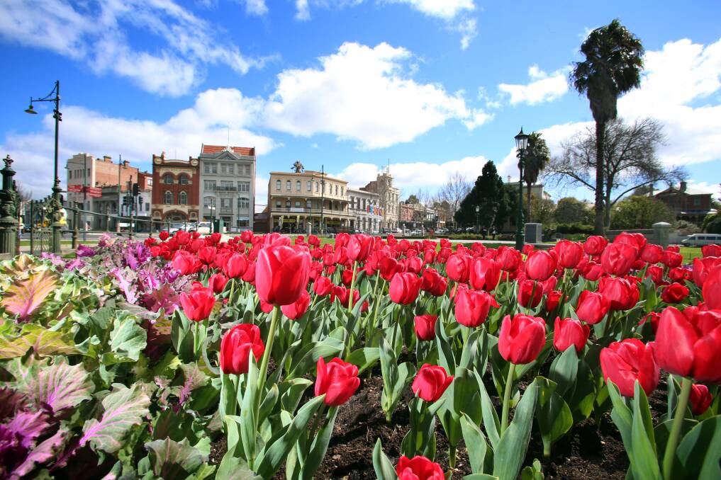 Spring: The tulips in the Rosalind Park forecourt are thriving this week as the weather in Bendigo gets sunnier by the day. Picture: GLENN DANIELS