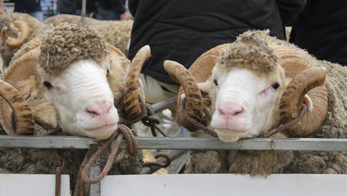 Merino rams sold to $15,000 at the annual Australian Sheep and Wool Show, Bendigo, Merino sale.