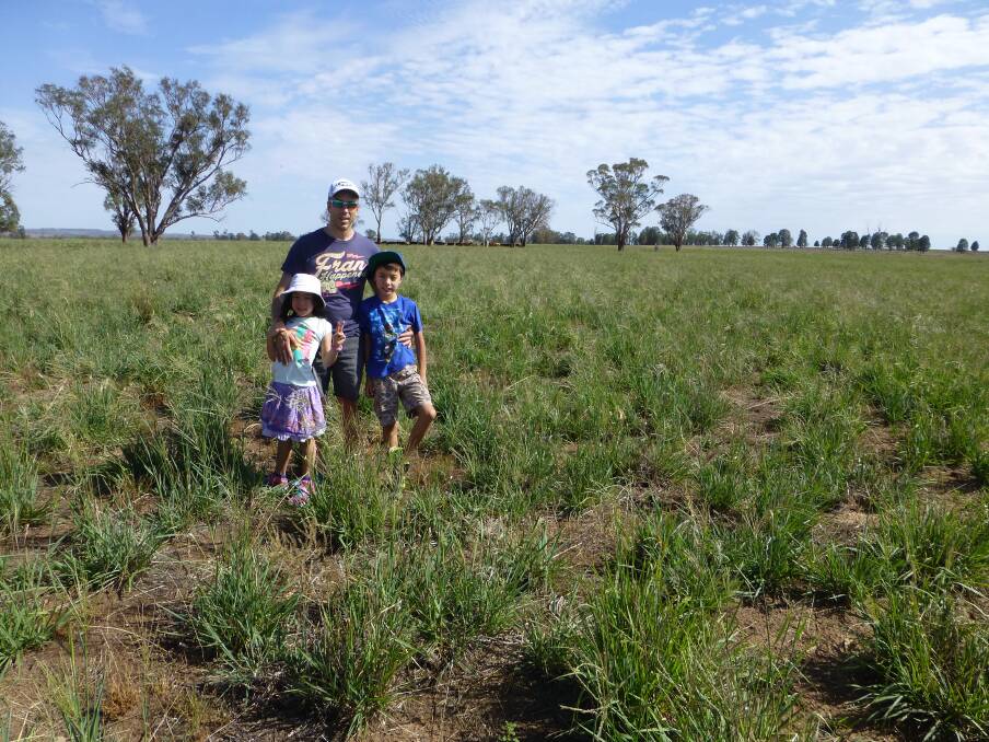 Will Freebairn with children Audrey and Shaun check tropical grass Premier digit responding to light early January rain falling on our property in 2019. Tropical grass played a vital role in our drought management.