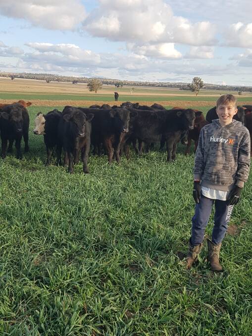 Bob and Sue Freebairn's grandson and agricultural student James Anderson, checks dual purpose winter cereal in mid May 2019. 