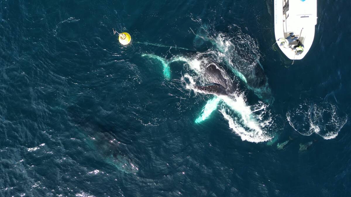 A team from the Sea World Foundation rescue an entangled humpback whale off Disaster Bay, Eden, NSW. Picture supplied
