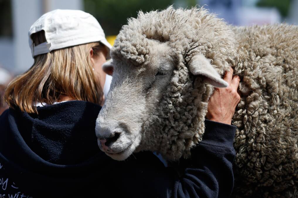 Protesters campaigning against animal cruelty. Picture:  at the 'End Live Export Rally' MEREDITH O'SHEA
