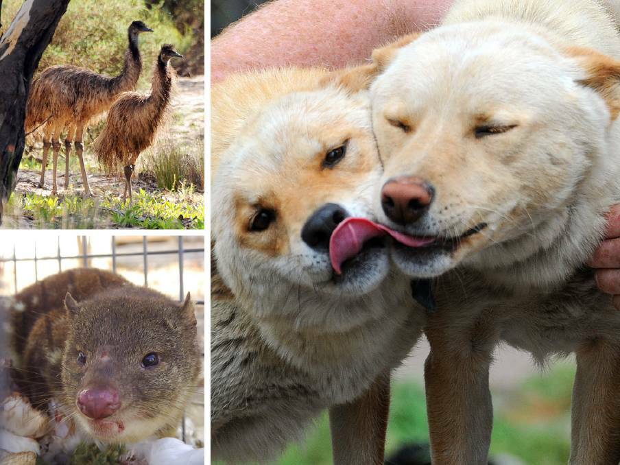 Emus, dingoes and a quoll. Pictures: KATE HEALY and BRENDAN McCARTHY