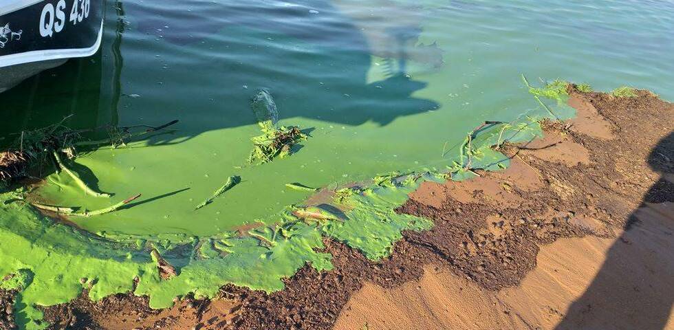 Blue-green algae at Lake Eppalock on March 9. Picture: DALE McGILLIVRAY