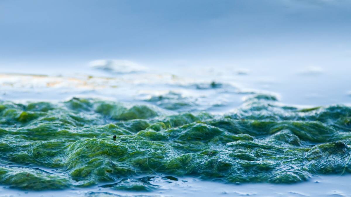 Algae in water. Picture: SHUTTERSTOCK