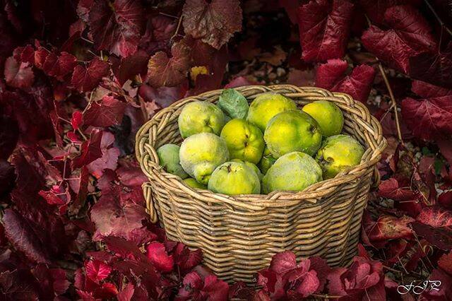 "Quinces - Autumn fruit". Today's Instagram #picoftheday is by @flissyjohnsonphotography - tag your weather pics #bendigoweather and we'll feature the best ones here.