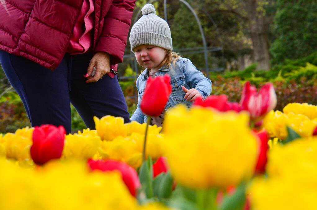 Harper Griffin tiptoes through the tulips at Bendigo's Rosalind Park on Monday. Pictures: DARREN HOWE