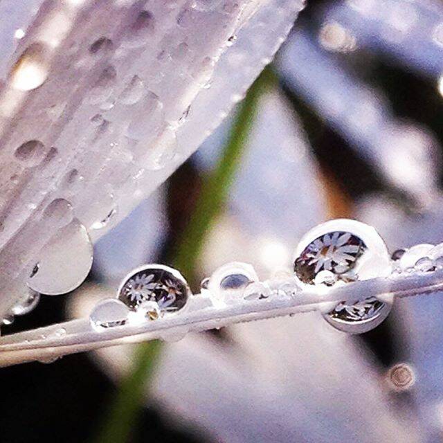"Daisy's Reflection". Today's Instagram #picoftheday is by @rivergardens_axedale - tag your weather pics #bendigoweather and we'll feature the best ones here.

