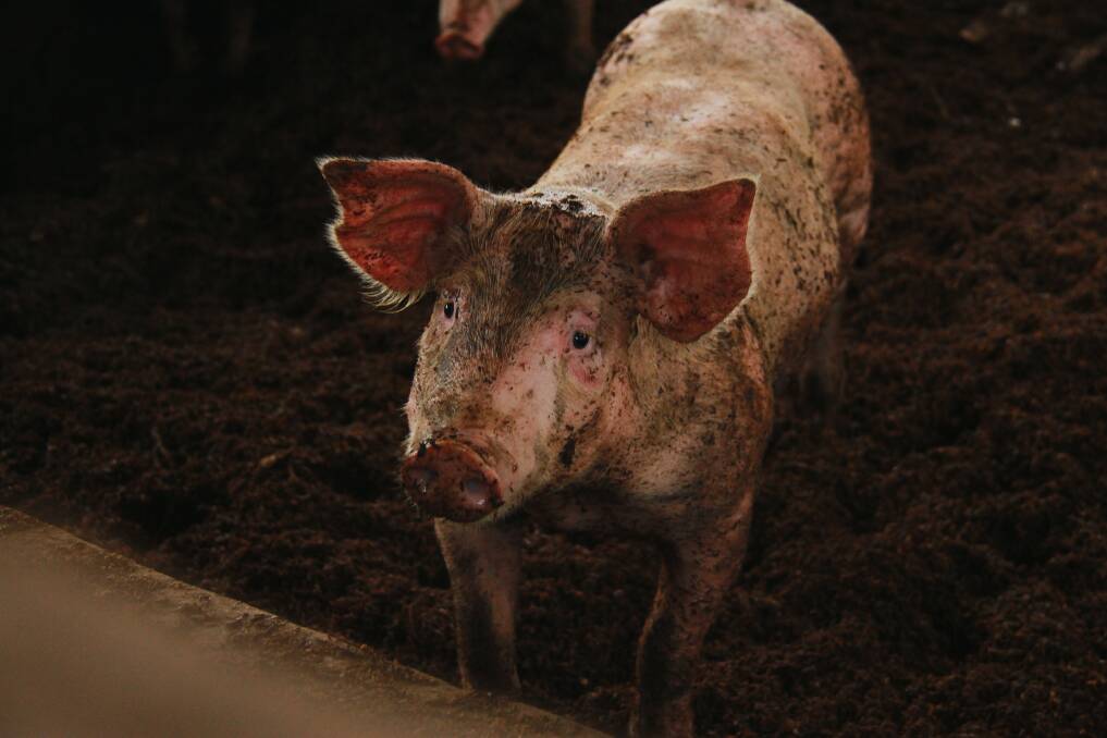 PIG PASS: Pig traceability on the rise in Australia. Picture: SHUTTERSTOCK