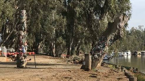 The original thong tree, left, and the leaning tree. The latter has been removed to allow space for a walkway. Picture: CAMPASPE SHIRE COUNCIL