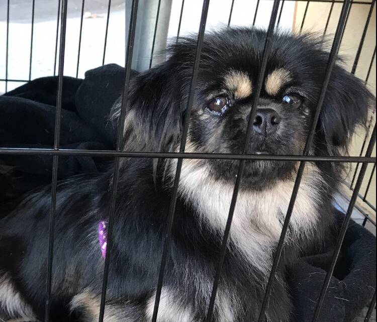 One of the dogs surrendered by the business in Loddon Shire, which was under investigation by the RSPCA. It continues to sell puppies today, without a council permit.