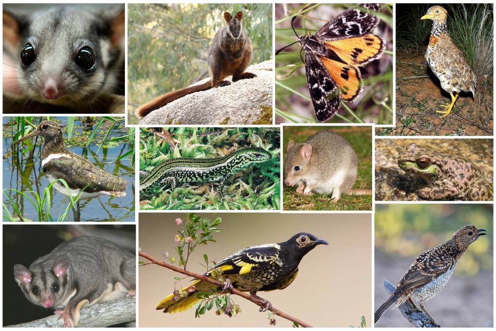 Critically endangered species include (clockwise from top-left) the Leadbeater's Possum, Brush-tailed Rock Wallaby, Golden Sun Moth, Plains-Wanderer, Spotted Tree Frog, Spotted Bowerbird, Regent Honeyeater, Squirrel Glider and Painted Snipe, with (centre) the Alpine Water Skink and the Southern Bettong.