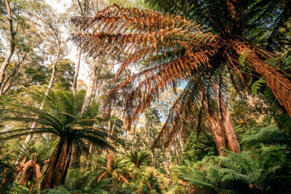 Tasmanian tree ferns at Weldborough. Picture: Daniel van Duinkerken