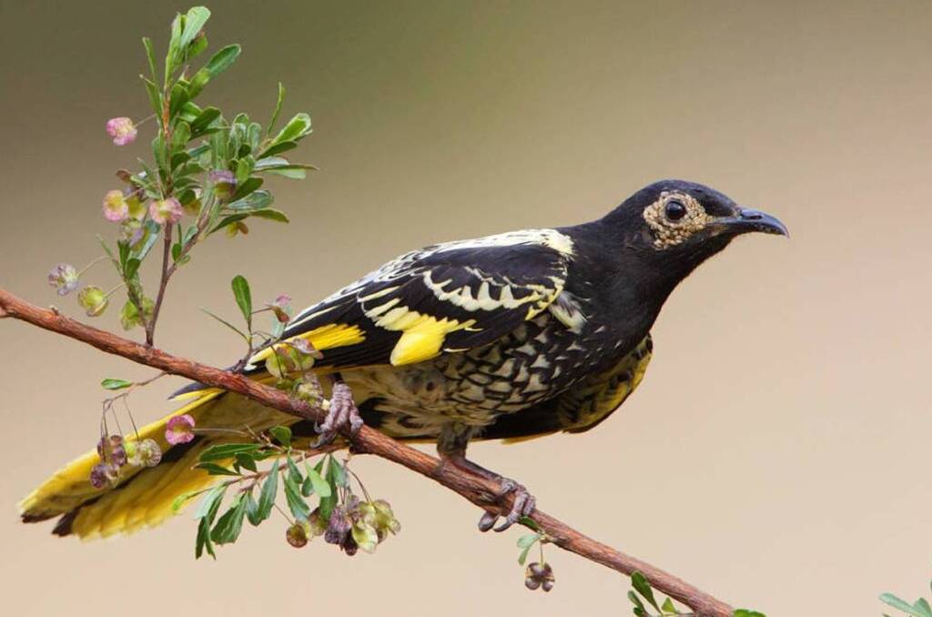 The Regent Honeyeater was once common around Bendigo, but it has also become critically endangered due to habitat loss.