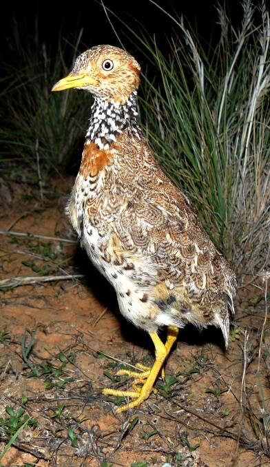 The Plains-Wanderer was recently listed as critically endangered following the continued destruction of its native grassland habitat in northern Victoria.