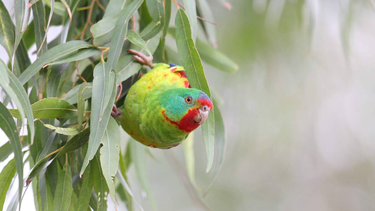 Castlemaine's swift parrot - or "swiftie" - is suffering from habitat loss in Tasmania, Victoria and New South Wales, and breeding pairs number fewer than 1000.
