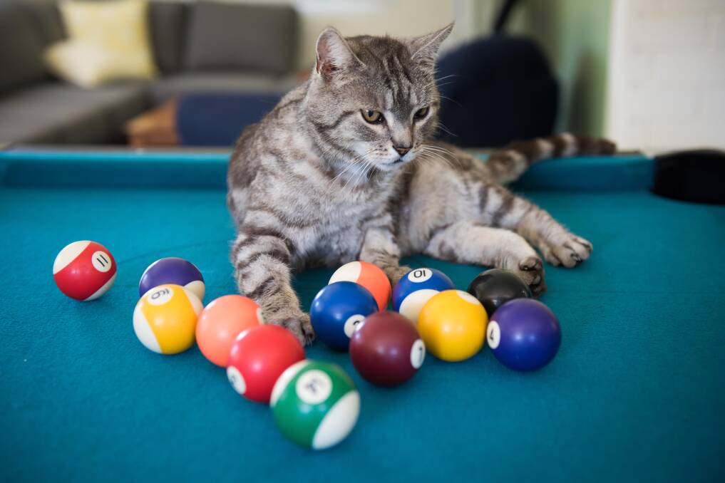 Yogi the therapy cat at Nova House in Bendigo helped 1300 people withdrawing from drug and alcohol addiction over 10 years. He passed away this week.