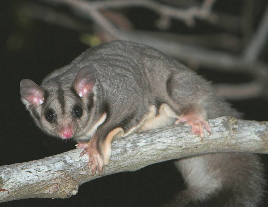 The Squirrel Glider is just one of a number of gliders critically endangered in central Victoria, with tall trees required for its numbers to be regenerated.