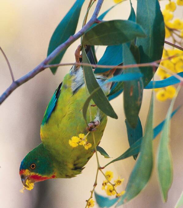 A new group will be established in Castlemaine to raise awareness about the plight of the swift parrot.