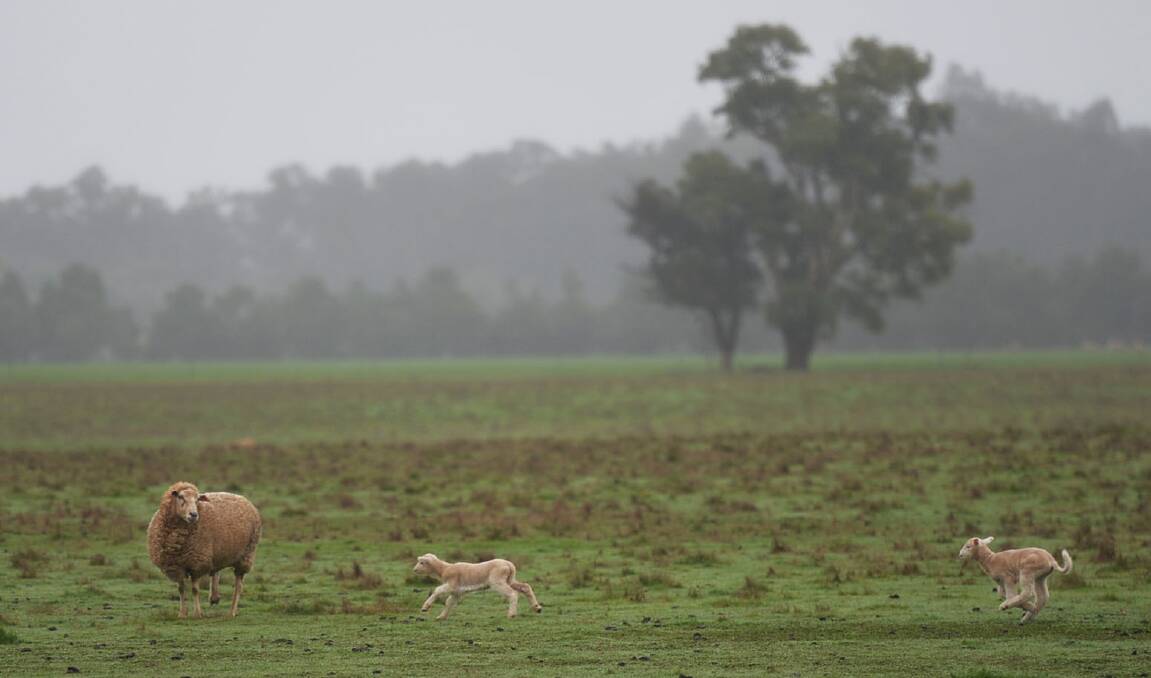 Lambs aren't the only ones ducking for cover as wild winds hit areas south of Castlemaine
